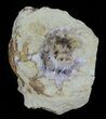 Aragonite & Kutnohorite Crystal Geode Half - Italy #61768-1